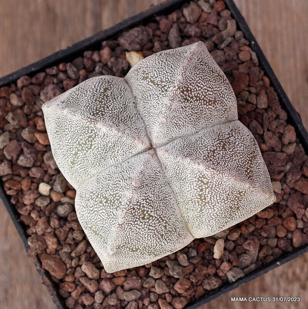 ASTROPHYTUM MYRIOSTIGMA ONZUKA