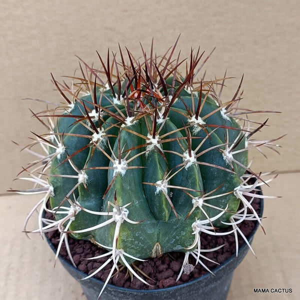 MELOCACTUS NERYI MONSTER