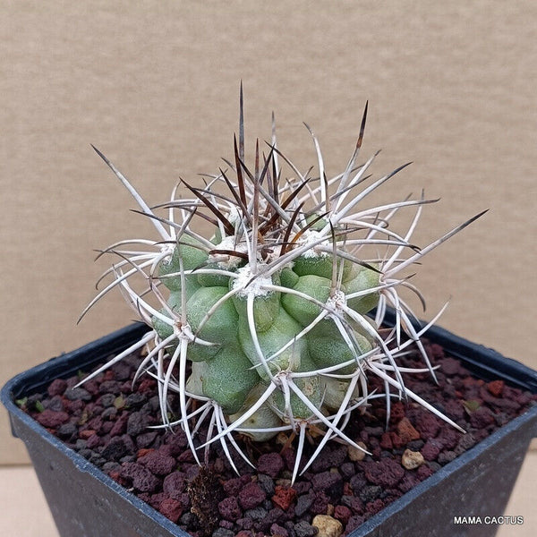 COPIAPOA BRIDGESII