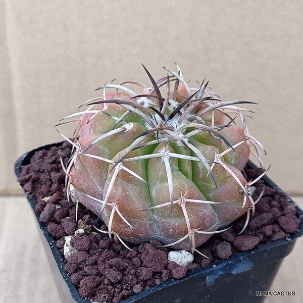GYMNOCALYCIUM VATTERII
