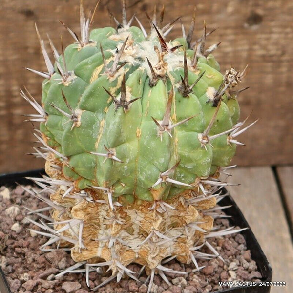 D1943 ECHINOFOSSULOCACTUS COPTOGONUS OLD pot12-H14-W11 cm MaMa Cactus