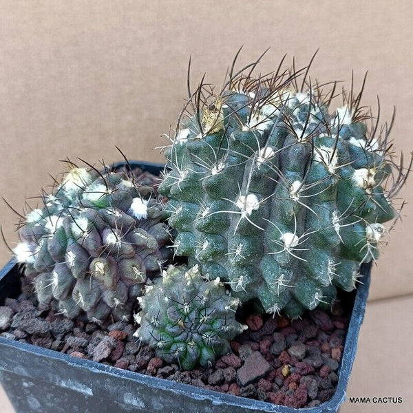 NEOPORTERIA OCCULTA