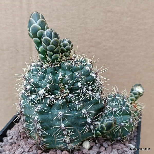 GYMNOCALYCIUM BALDIANUM