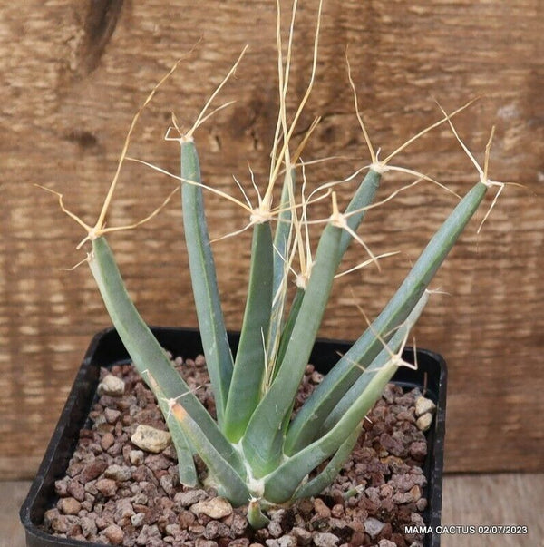 LEUCHTENBERGIA PRINCIPIS