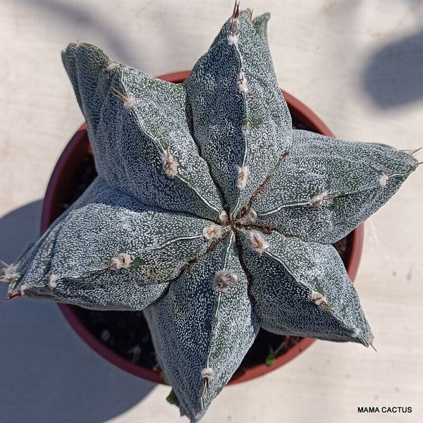 ASTROPHYTUM MYRIOSTIGMA MONSTER