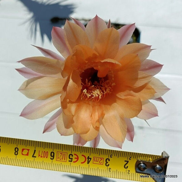 Flower  MaMa Cactus