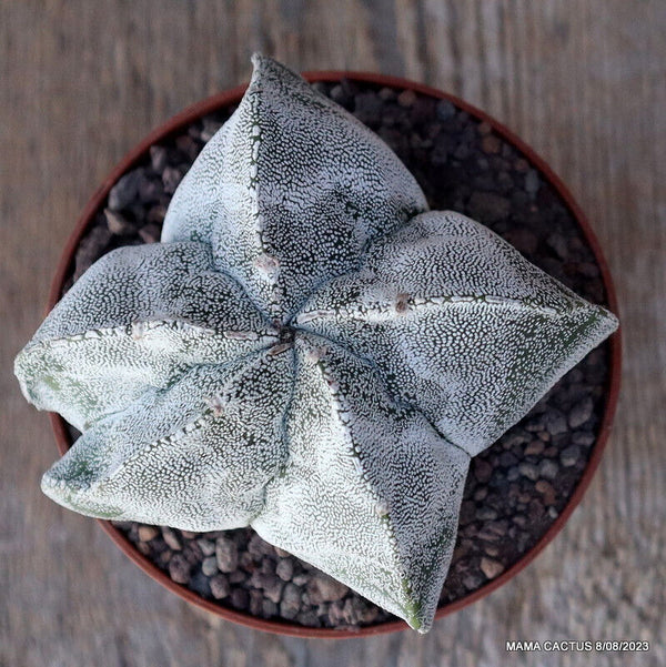 ASTROPHYTUM MYRIOSTIGMA ONZUKA