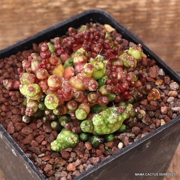 MAMMILLARIA BOCASANA FRED MONSTER
