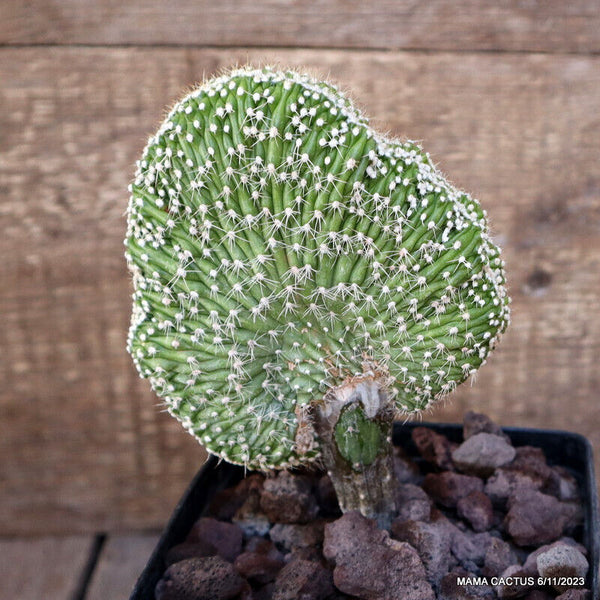 SELENICEREUS GRANDIFLORUS CRESTED