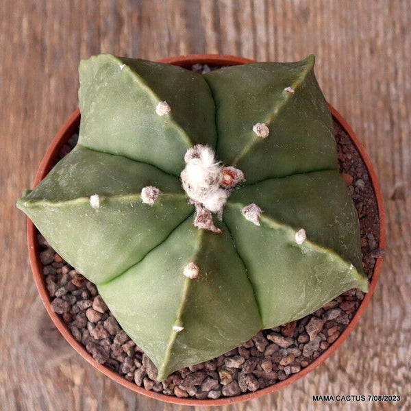 ASTROPHYTUM MYRIOSTIGMA KIKKO