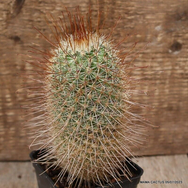 MAMMILLARIA MAGNIFICA