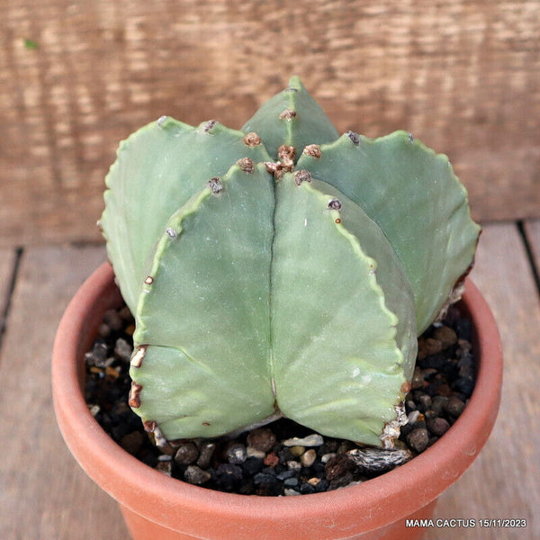 ASTROPHYTUM MYRIOSTIGMA NUDUM
