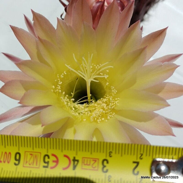 Flower  MaMa Cactus