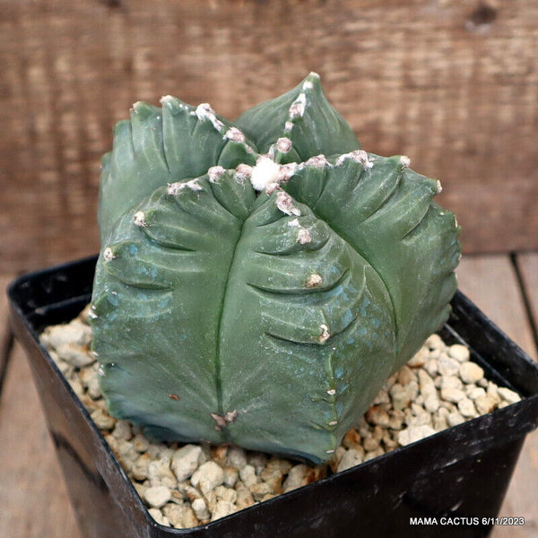 ASTROPHYTUM MYRIOSTIGMA KIKKO NUDUM
