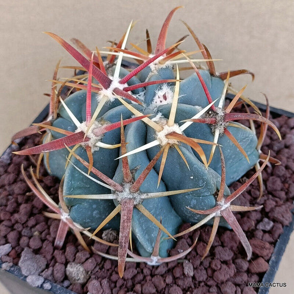 FEROCACTUS LATISPINUS