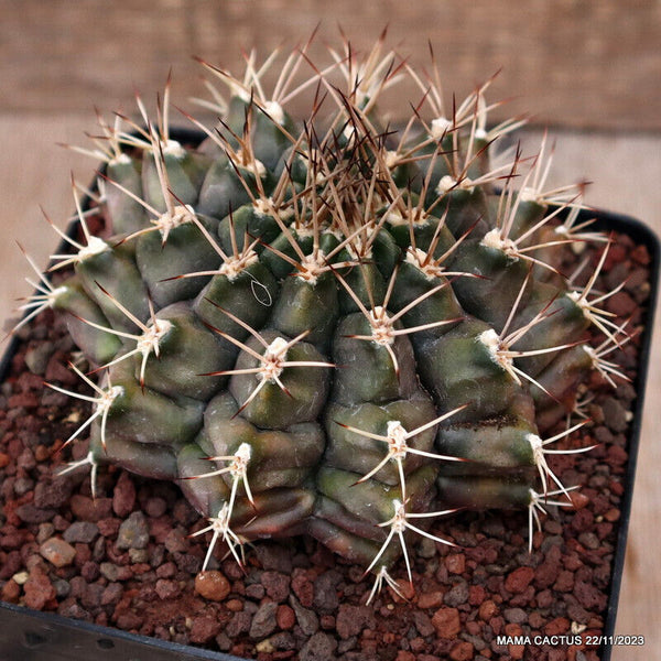 GYMNOCALYCIUM MIHANOVICHII