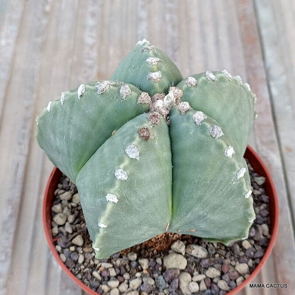 ASTROPHYTUM MYRIOSTIGMA NUDUM