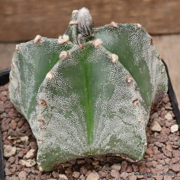 ASTROPHYTUM MYRIOSTIGMA KIKKO