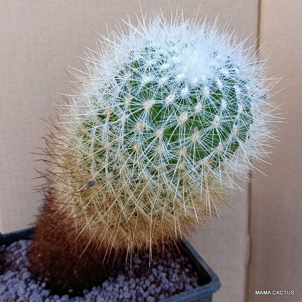 A7750 GYMNOCACTUS BEGUINI V. SENILIS pot 16 cm H 25 cm W 10,5 cm MaMa Cactus