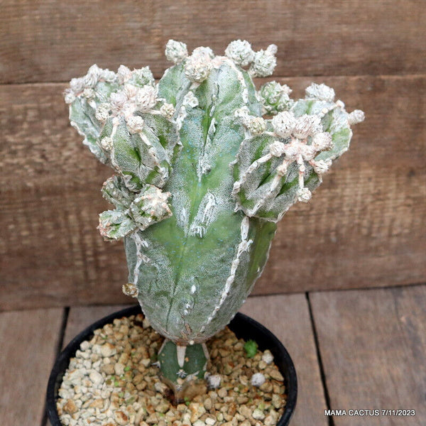 ASTROPHYTUM MYRIOSTIGMA FUKURYU GRAFTED