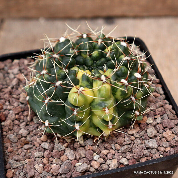 GYMNOCALYCIUM BALDIANUM VARIEGATED