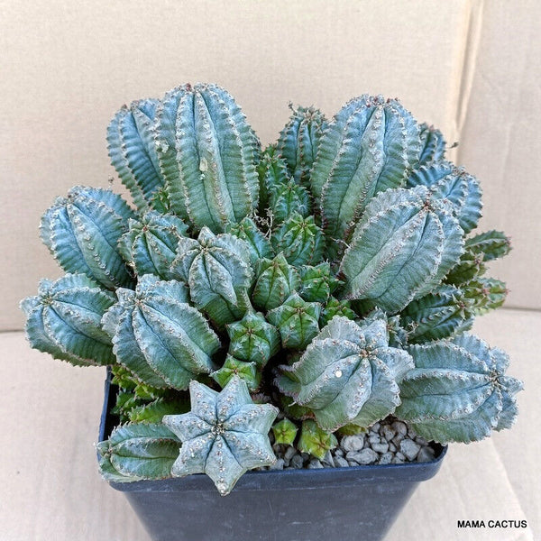 EUPHORBIA HORRIDA
