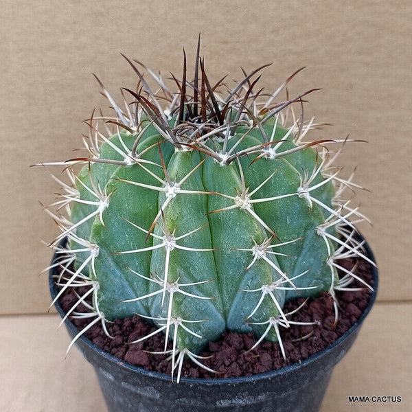 MELOCACTUS MATANZANUS