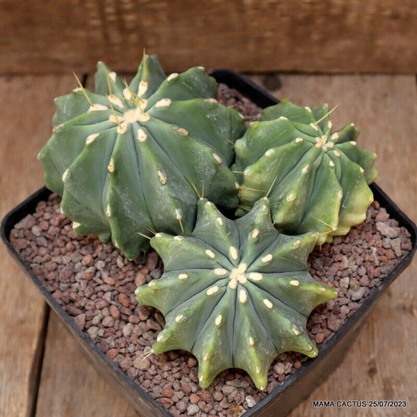 FEROCACTUS GLAUCESCENS CLUSTER