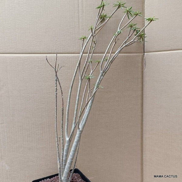 EUPHORBIA BALSAMIFERA 5 YEARS OLD