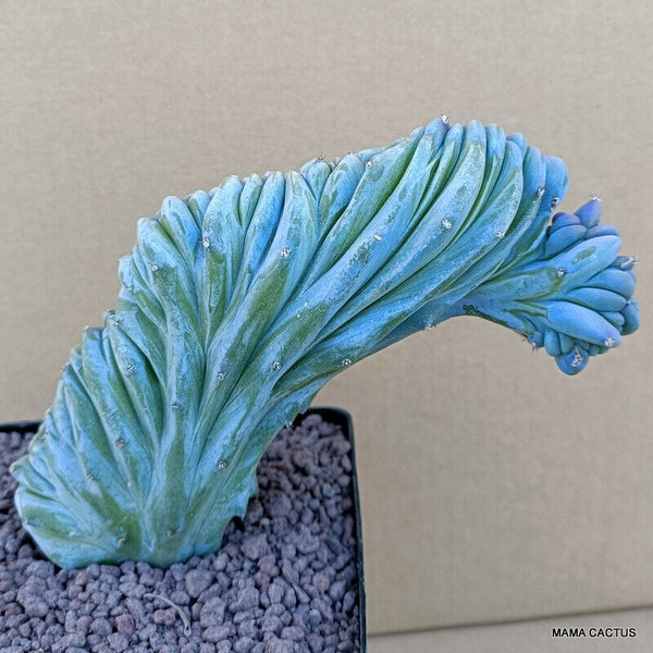 MYRTILLOCACTUS GEOMETRIZANS CRESTED