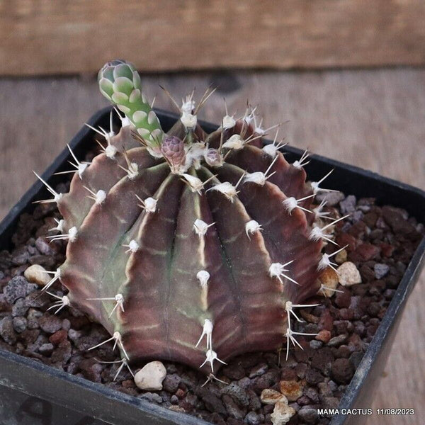 GYMNOCALYCIUM MIHANOVICHII