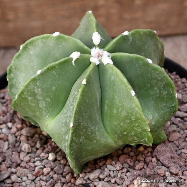 ASTROPHYTUM MYRIOSTIGMA MULTIRIBS