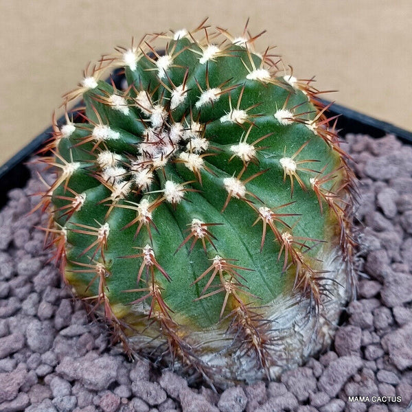 NOTOCACTUS ROSEOLUTEUS