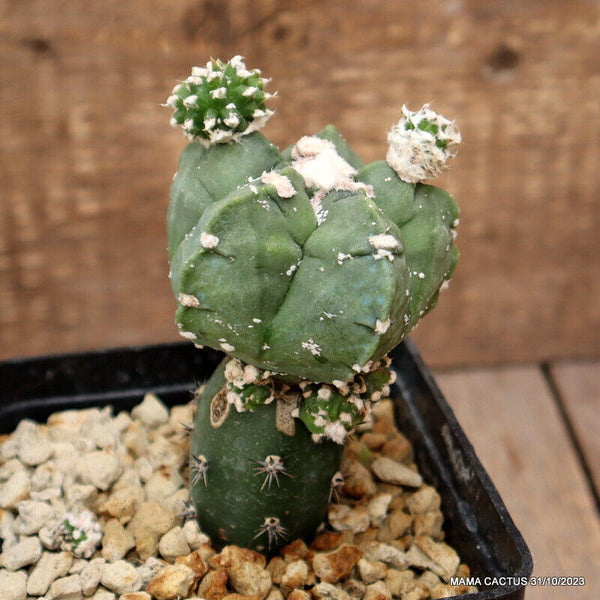 ASTROPHYTUM MYRIOSTIGMA KIKKO GRAFTED