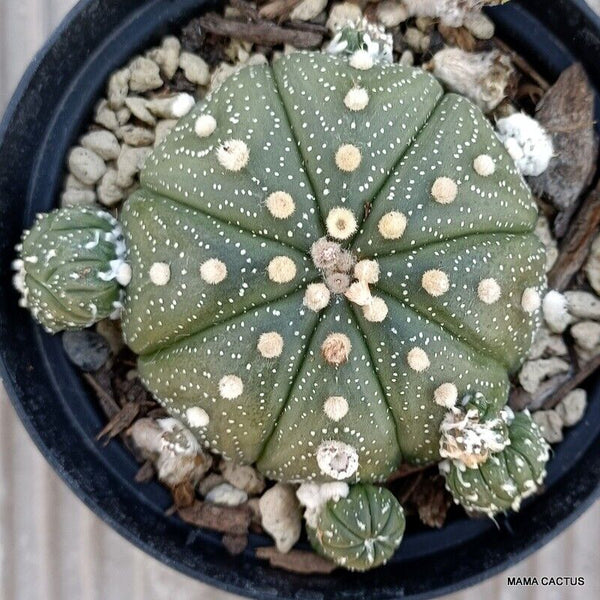 ASTROPHYTUM SUPER KABUTO PROLIFICO