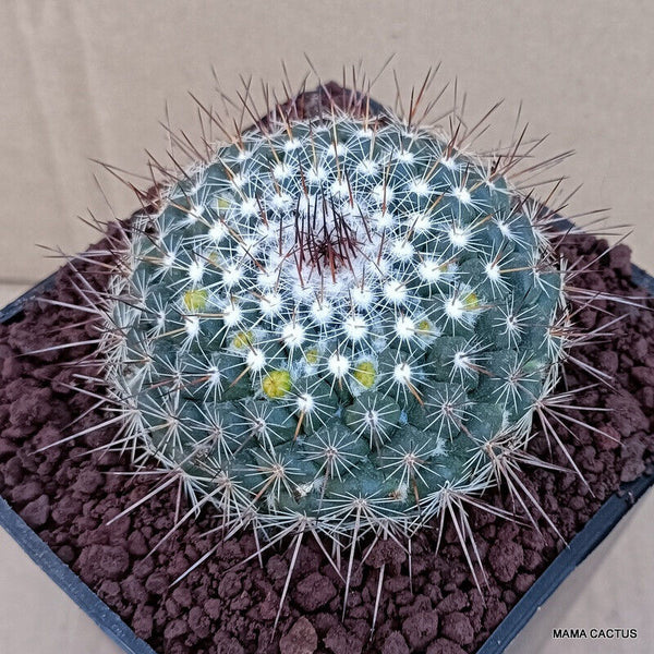 MAMMILLARIA CARNEA