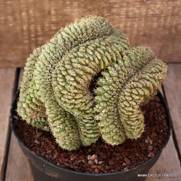 GYMNOCALYCIUM BALDIANUM CRESTED