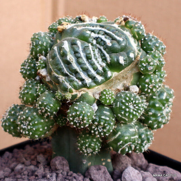 NOTOCACTUS UEBELMANNIANUS MONSTER