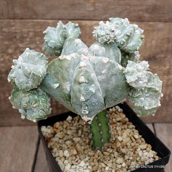 ASTROPHYTUM MYRIOSTIGMA KIKKO PROLIFICO GRAFTED
