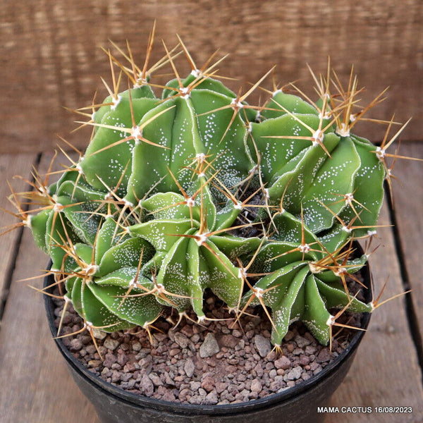 ASTROPHYTUM ORNATUM CLUSTER