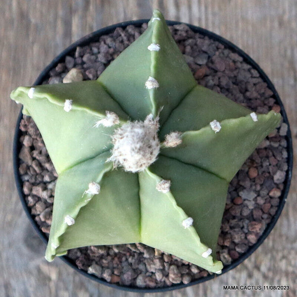 ASTROPHYTUM MYRIOSTIGMA NUDUM