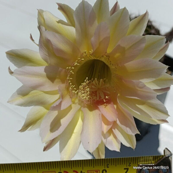 Flower  MaMa Cactus