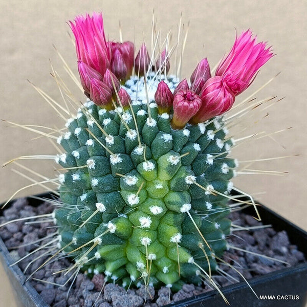 MAMMILLARIA UNPICO VARIEGATED