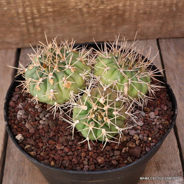 A7132 GYMNOCALYCIU EURYPLEURUM pot18-H7,5-W15 cm MaMa Cactus