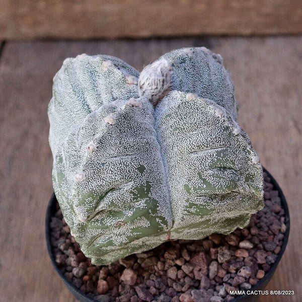 ASTROPHYTUM MYRIOSTIGMA KIKKO INFRACOSTA