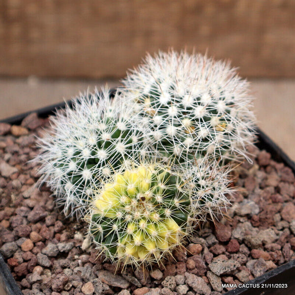 MAMMILLARIA MARKSIANA VARIEGATED