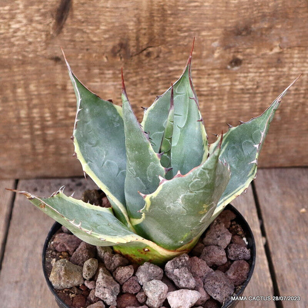 AGAVE PARRASANA VARIEGATED