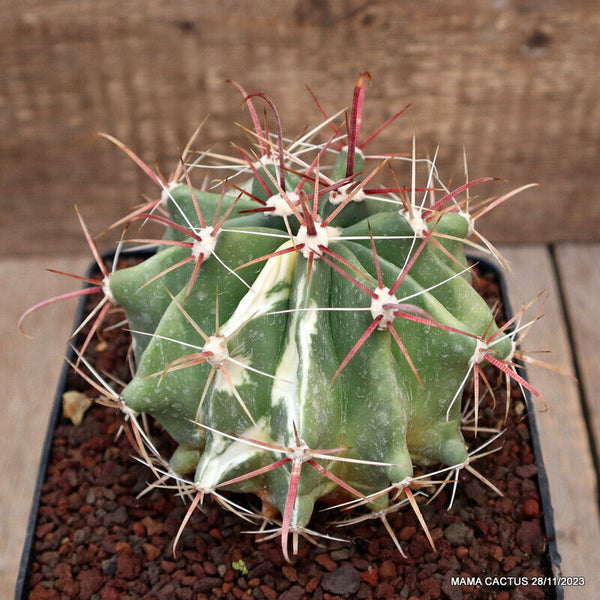 FEROCACTUS STAINESII VARIEGATED