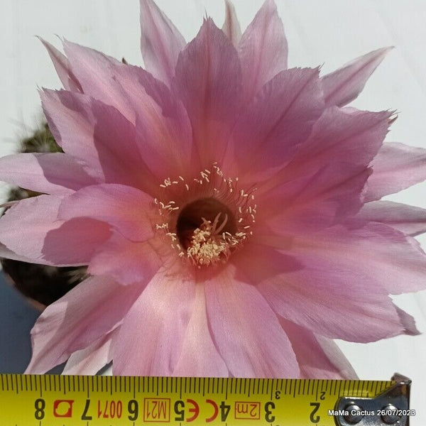 Flower  MaMa Cactus