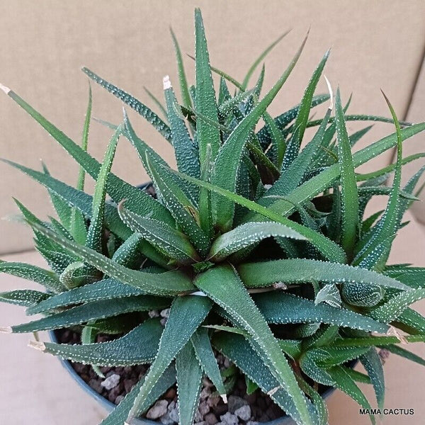A9901 HAWORTHIA ATTENUATA pot12-H12-W19 cm MaMa Cactus